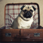 Pooch Package at St Pancras Renaissance Hotel in London